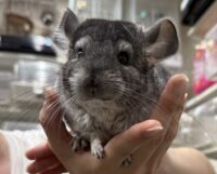 チンチラ（スタンダードグレー）オス｜2026年1月14日生まれ・国産・税込35,000円 | ピュア☆アニマルの画像4