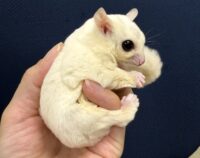 フクロモモンガの画像6