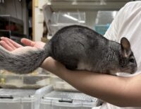 チンチラ（スタンダードグレー）オス｜2026年1月14日生まれ・国産・税込35,000円 | ピュア☆アニマルの画像8