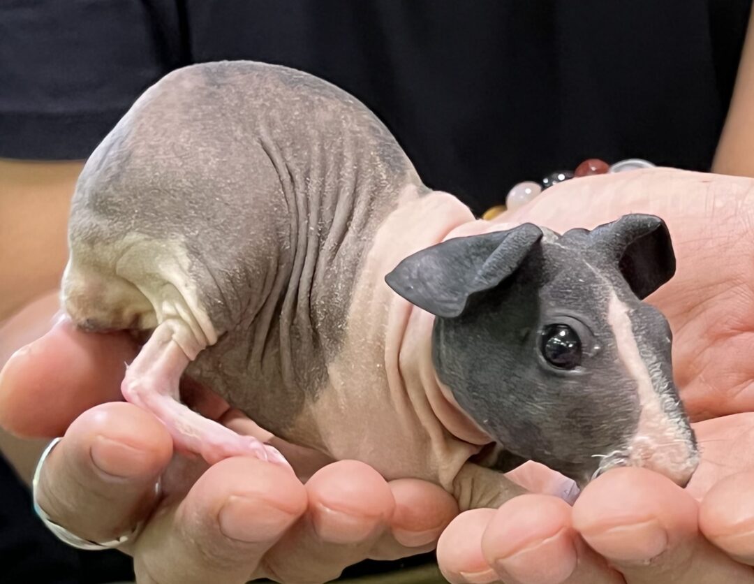 羊毛フェルト スキニーギニアピッグ ハダカデバネズミ オーダー