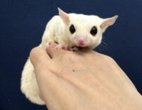フクロモモンガの画像7