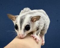 フクロモモンガの画像6