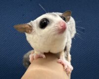 フクロモモンガの画像4