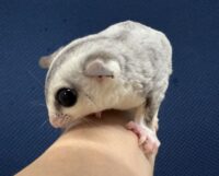 フクロモモンガの画像7