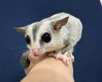 フクロモモンガの画像8