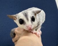 フクロモモンガの画像2