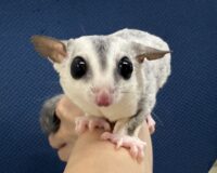 フクロモモンガの画像1