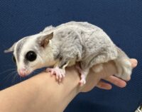 フクロモモンガの画像9