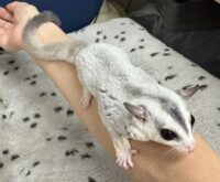 フクロモモンガの画像10