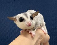 フクロモモンガの画像5