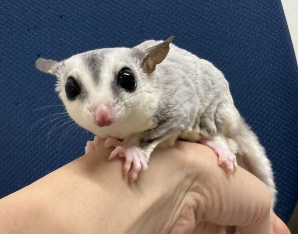 フクロモモンガのメイン画像