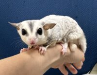 フクロモモンガの画像3