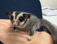 フクロモモンガの画像8
