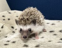 ハリネズミ（当店産ベビー：ソルト＆ペッパー♂）の画像4