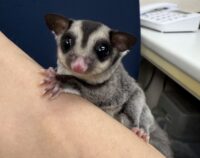 フクロモモンガの画像1