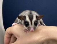 フクロモモンガの画像3