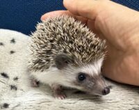 ハリネズミ（当店産ベビー：ソルト＆ペッパー♂）の画像7