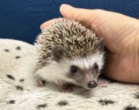ハリネズミ（当店産ベビー：ソルト＆ペッパー♂）の画像1