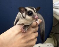 フクロモモンガの画像10