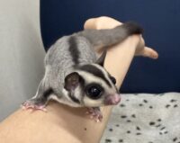 フクロモモンガの画像7