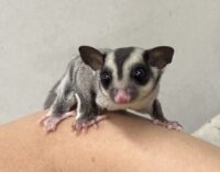 フクロモモンガの画像4