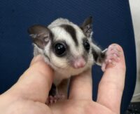 フクロモモンガの画像5
