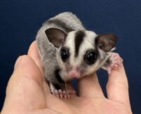 フクロモモンガの画像6