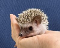 ハリネズミ（当店産ベビー：パイド♀）懐っこいです♪の画像1