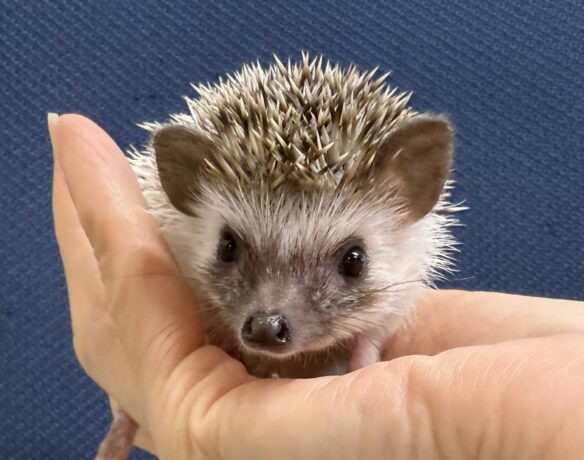 ハリネズミ（当店産ベビー：パイド♀）懐っこいです♪のメイン画像