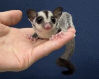 フクロモモンガの画像1