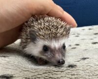 ハリネズミ（当店産ベビー：パイド♀）懐っこいです♪の画像3