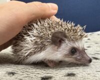 ハリネズミ（当店産ベビー：パイド♀）懐っこいです♪の画像4