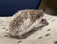 ハリネズミ（当店産ベビー：パイド♀）懐っこいです♪の画像7