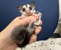 フクロモモンガの画像2
