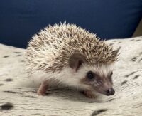ハリネズミ（当店産ベビー：パイド♀）懐っこいです♪の画像8