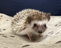 ハリネズミ（当店産ベビー：パイド♀）懐っこいです♪の画像9