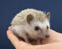 ハリネズミ（当店産ベビー：シナモン♀）懐っこいです♪の画像1