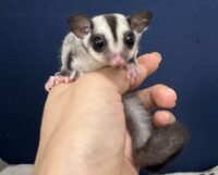 フクロモモンガの画像3