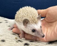 ハリネズミ（当店産ベビー：シナモン♀）懐っこいです♪の画像7