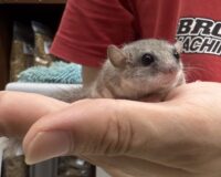 アフリカヤマネの画像1