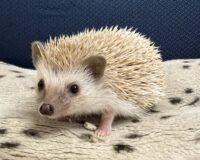 ハリネズミ（当店産ベビー：シナモン♀）懐っこいです♪の画像3