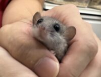 アフリカヤマネの画像2