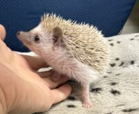 ハリネズミ（当店産ベビー：シナモン♀）懐っこいです♪の画像5