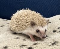 ハリネズミ（当店産ベビー：シナモン♀）懐っこいです♪の画像6