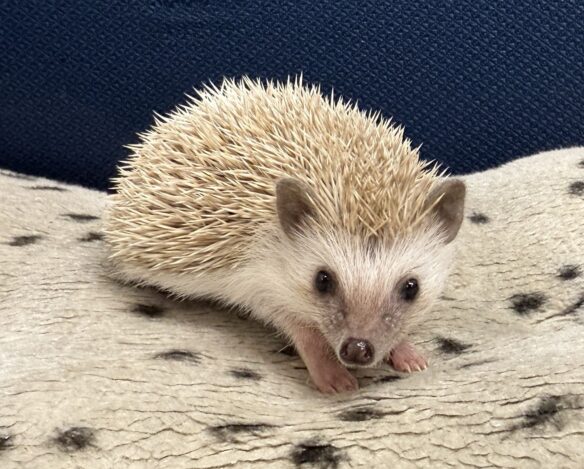 ハリネズミ（当店産ベビー：シナモン♀）懐っこいです♪のメイン画像