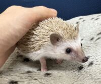 ハリネズミ（当店産ベビー：シナモン♀）懐っこいです♪の画像2