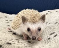 ハリネズミ（当店産ベビー：シナモン♀）懐っこいです♪の画像8