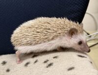 ハリネズミ（当店産ベビー：シナモン♀）懐っこいです♪の画像9