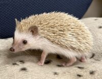 ハリネズミ（当店産ベビー：シナモン♀）懐っこいです♪の画像10