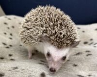 ハリネズミ(カナダ産:ソルト&ペッパー♂ )超懐っこいです♪(copy)の画像5